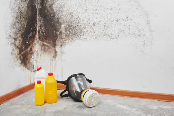 Best Attic Mold Remediation in El Segundo, CA