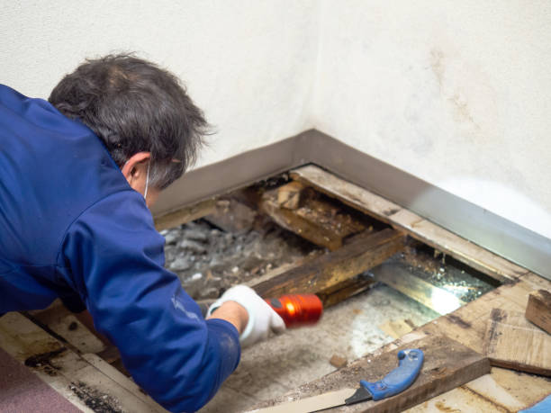 Best Residential Mold Remediation in El Segundo, CA