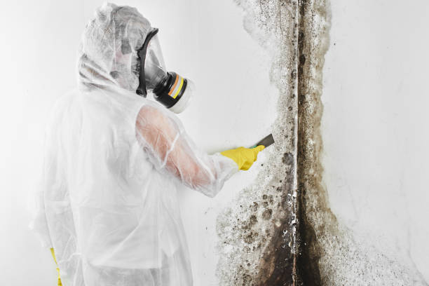 Best Emergency Mold Remediation in El Segundo, CA