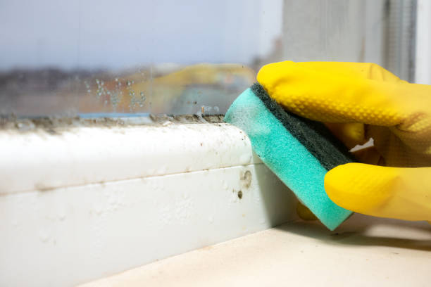 Best Commercial Mold Remediation in El Segundo, CA