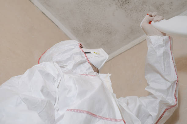 Best Basement Mold Remediation in El Segundo, CA