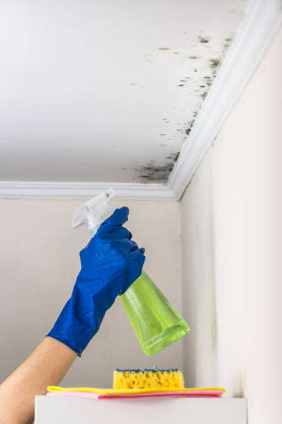 Best Kitchen Mold Remediation in El Segundo, CA